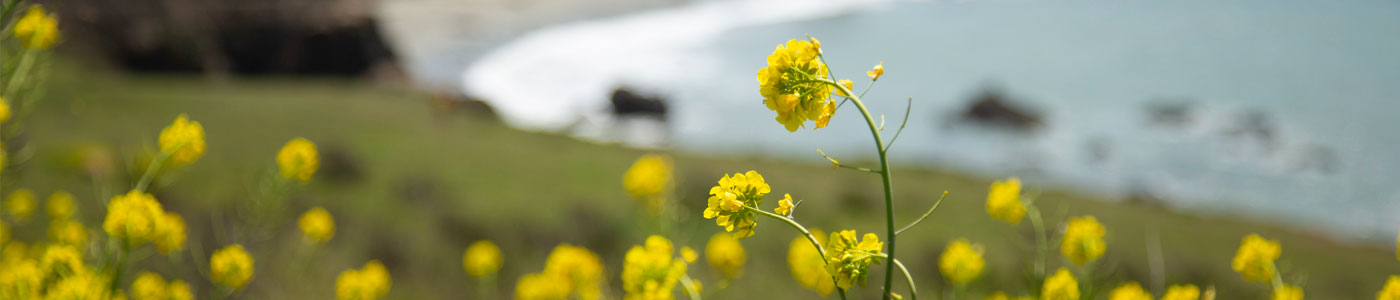 Yellow flowers in a field by the ocean